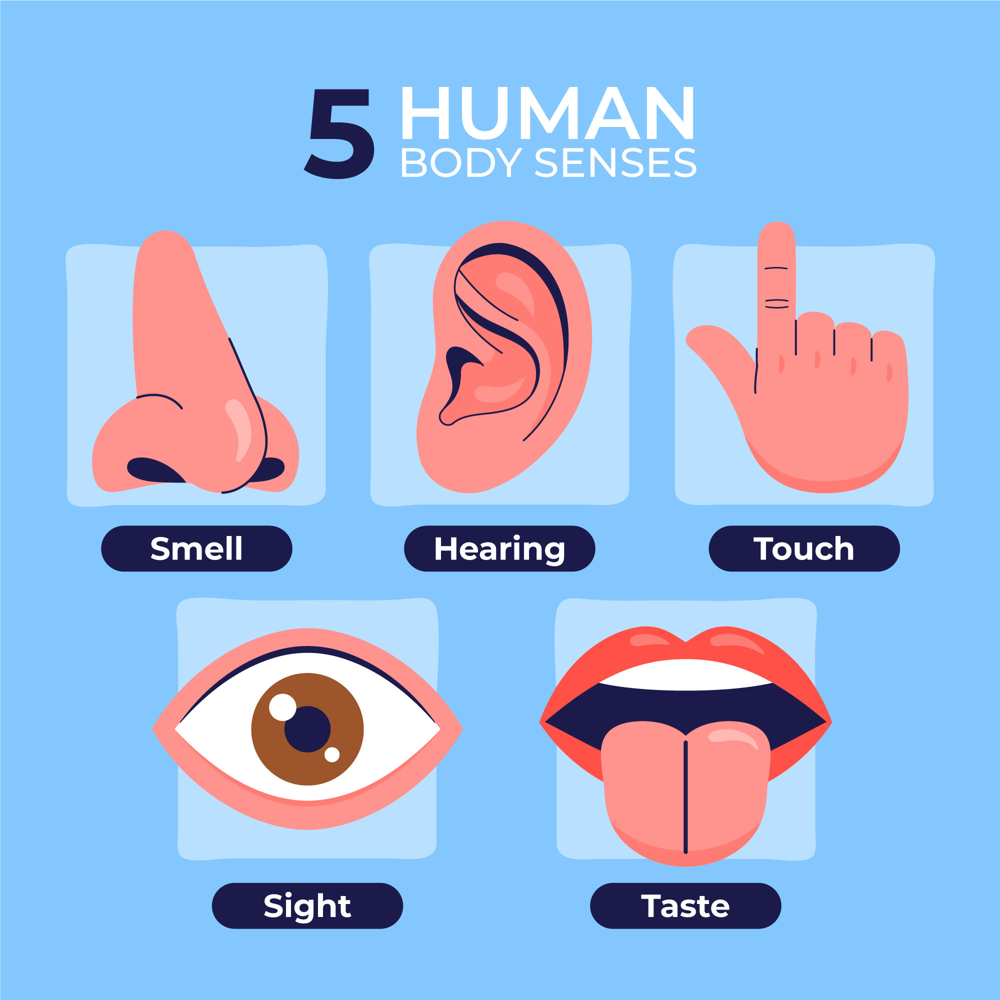 the-5-human-body-senses-learn-english-vocabulary-lesson-vocaberry