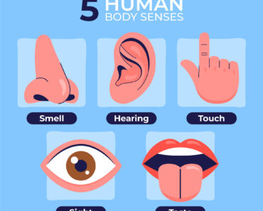 The 5 Senses in English