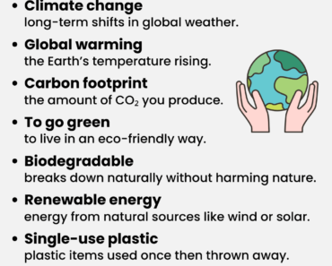 IELTS Vocabulary: Environment