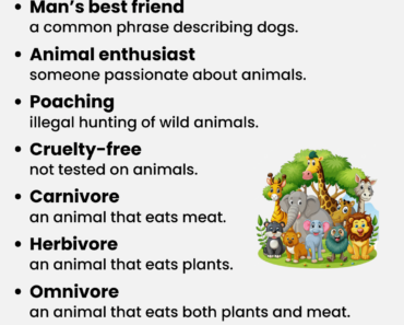 IELTS Vocabulary: Animals